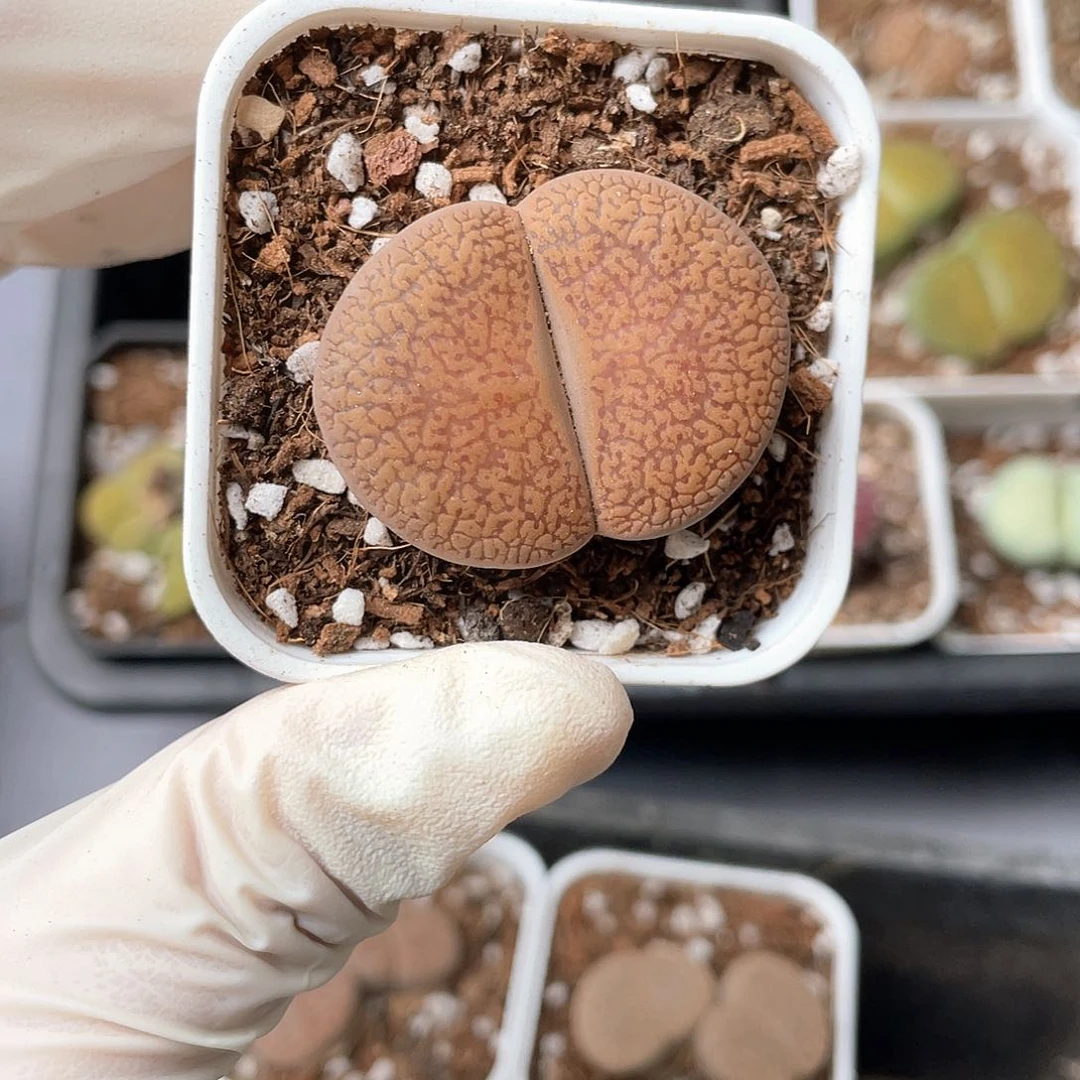 4812大棚清仓甩卖了