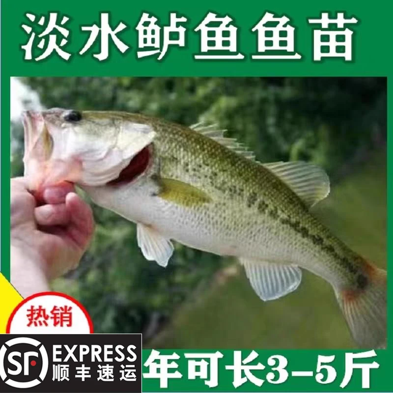 优质加州鲈鱼 优鲈三号 大口黑鲈 淡水养殖 活体发货 水族观赏鱼