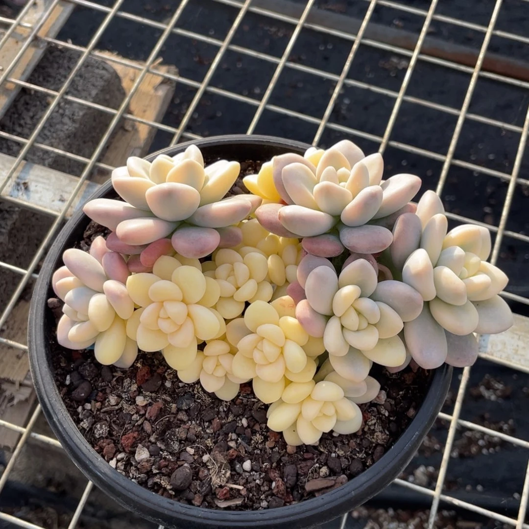 多肉植物盆栽多肉