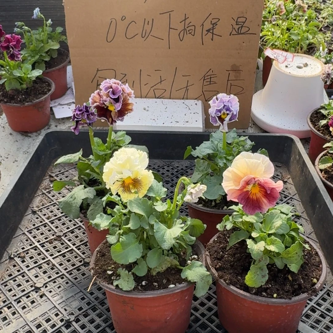大部分花苞少量开放129