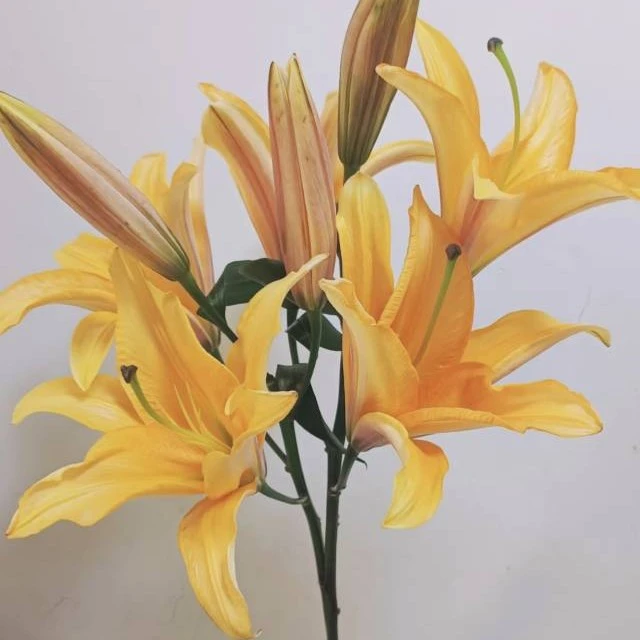 好看香香的多头头晚霞百合1支