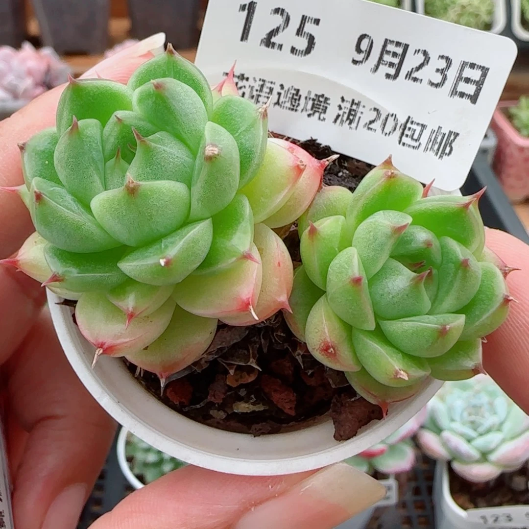 花语逸镜0923-125麦秆