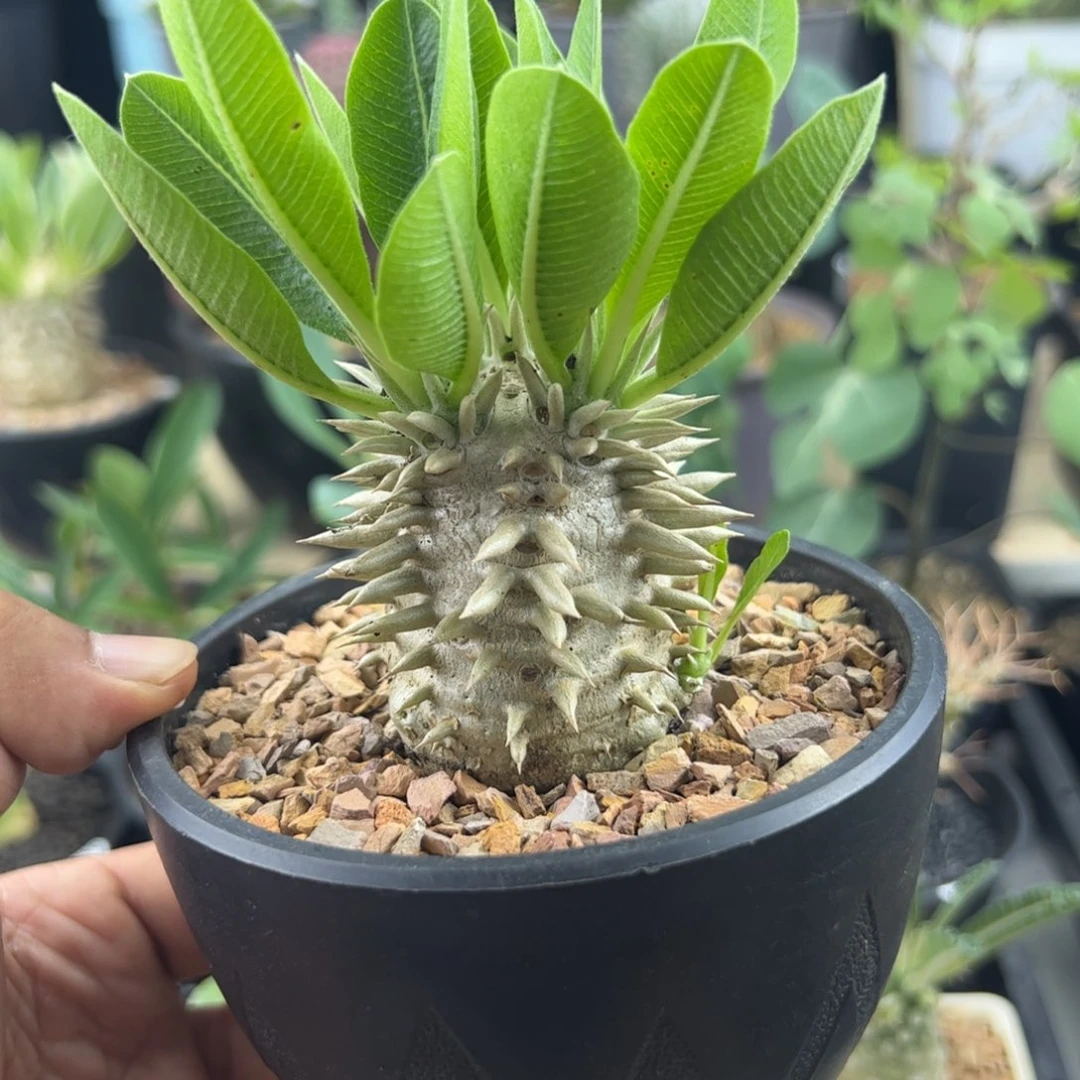 惠比大黑一物一拍默认脱土发