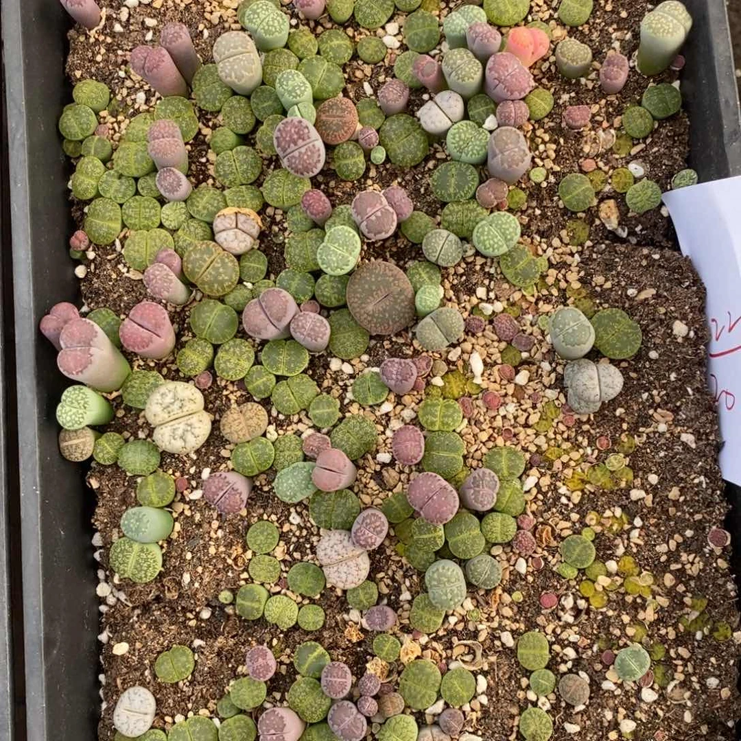 222生石花一筐腿长。