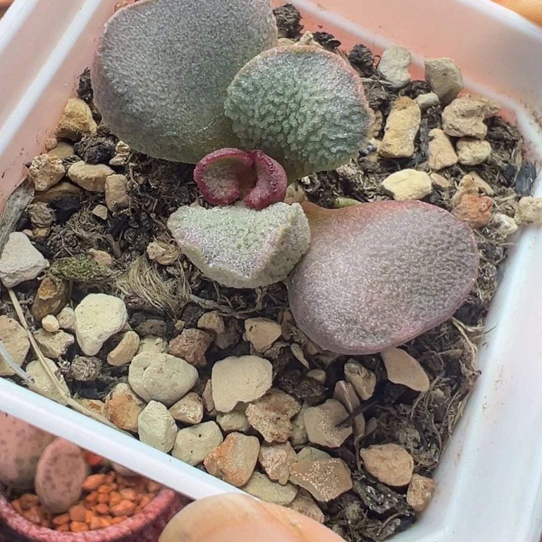 一物一拍，感谢支持