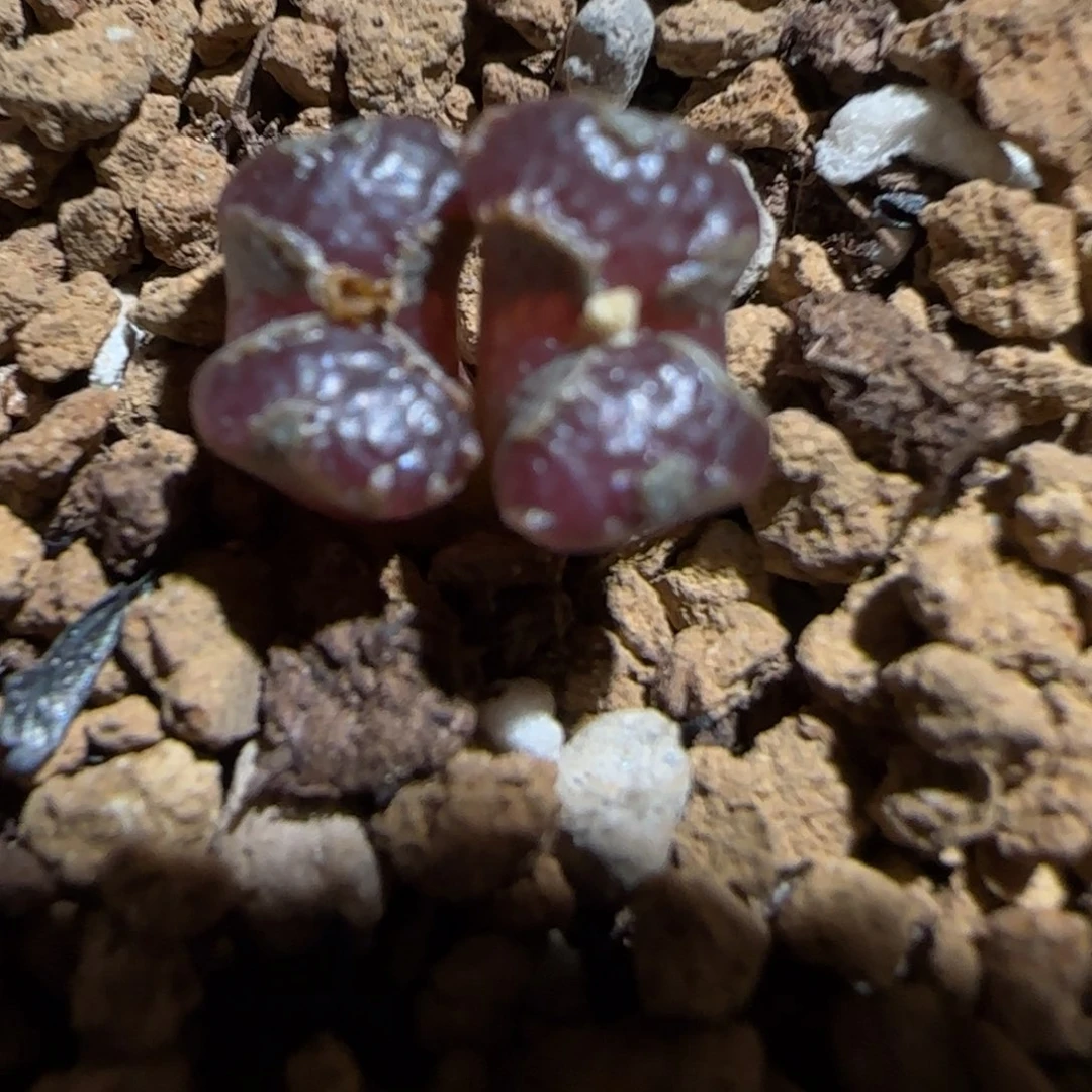 肉锥多肉植物组合-蝴蝶601