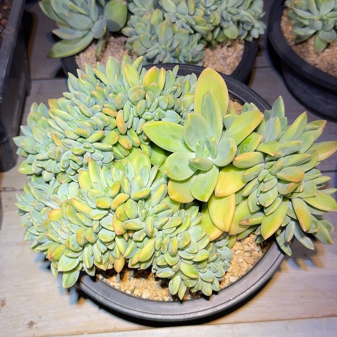 海洋之歌缀化23公分