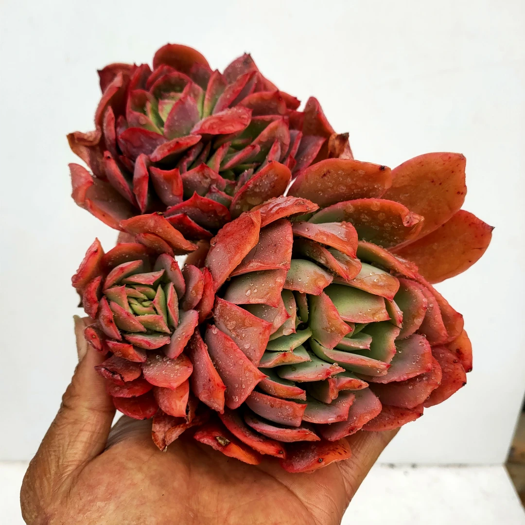 大绮罗 满20包邮 不带盆土发货轻微断叶擦伤长沙星昊多肉植物