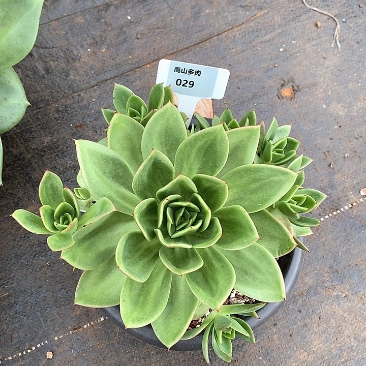 029-直播福利花木兰