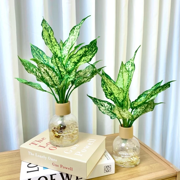 翡翠皇后水培茶桌植物室内花卉绿植盆栽易活北欧吸甲醛