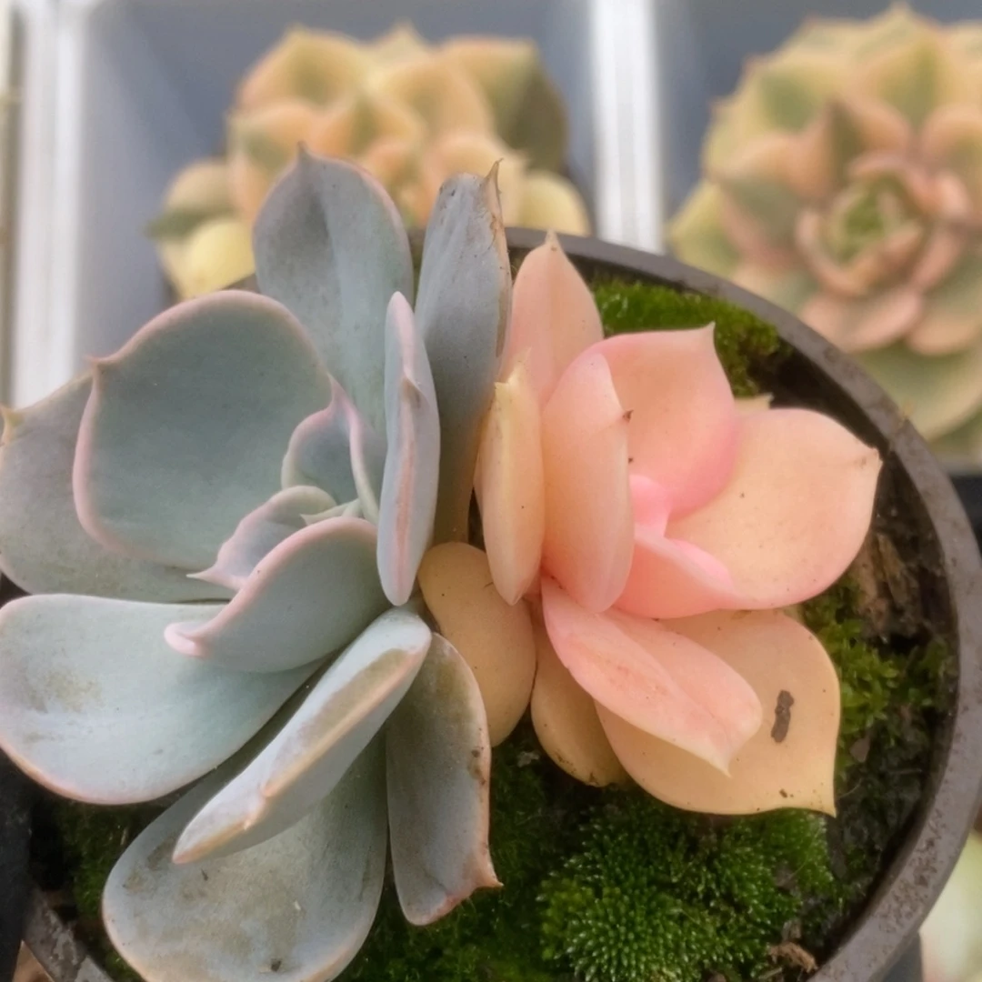 090双子座锦锦锦锦锦锦锦