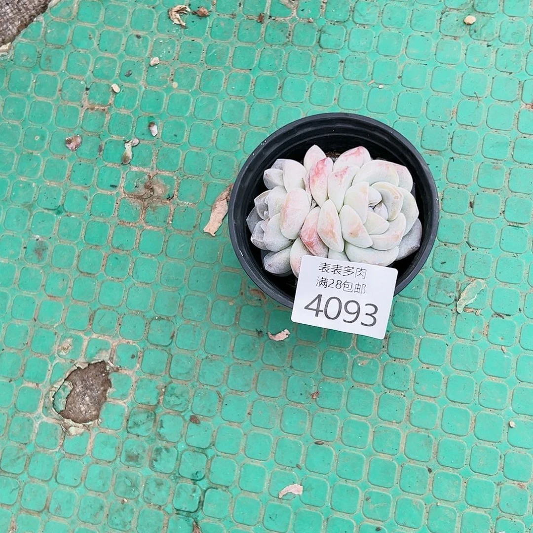 9号我们的确是4093