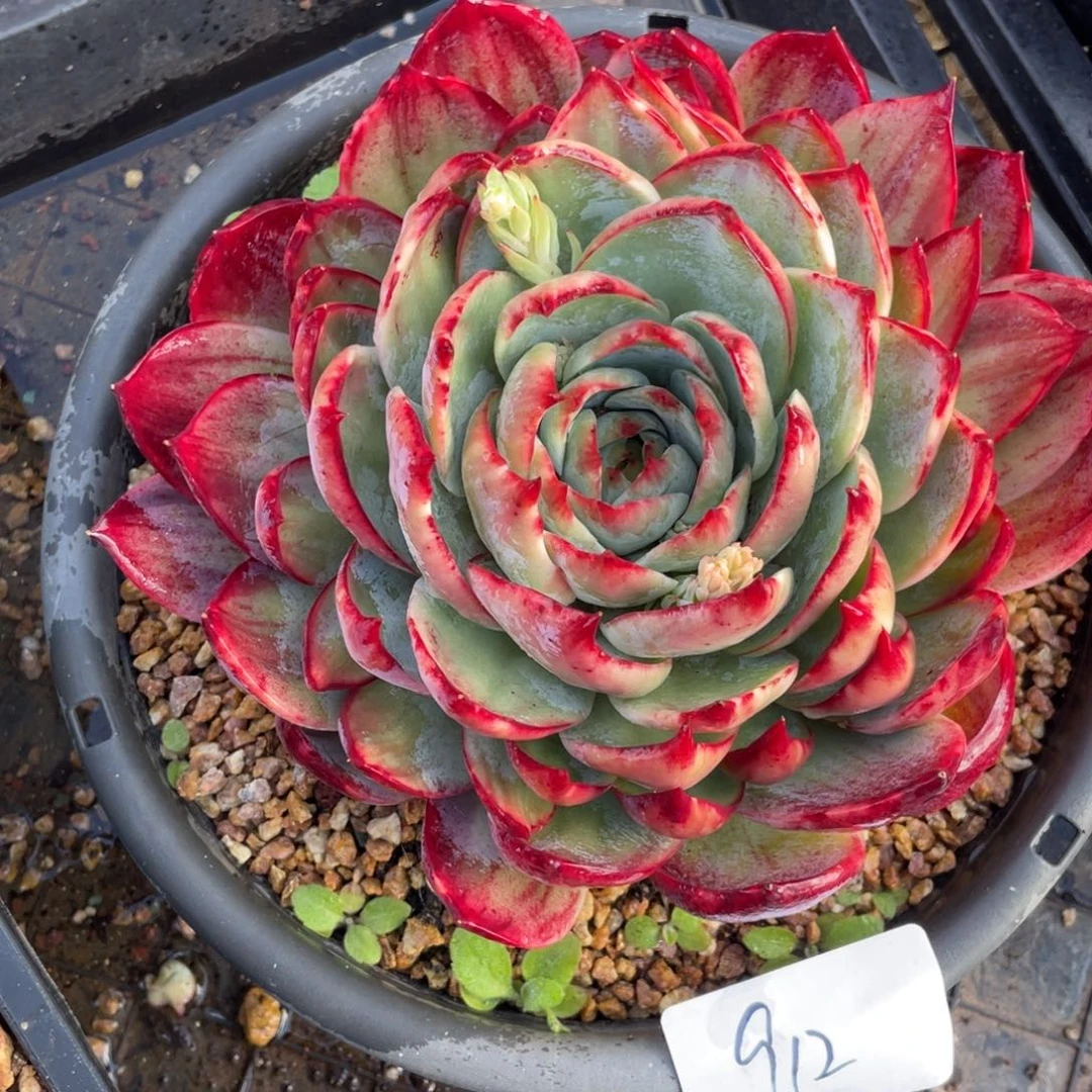 惊鸿仙子冠服18左右