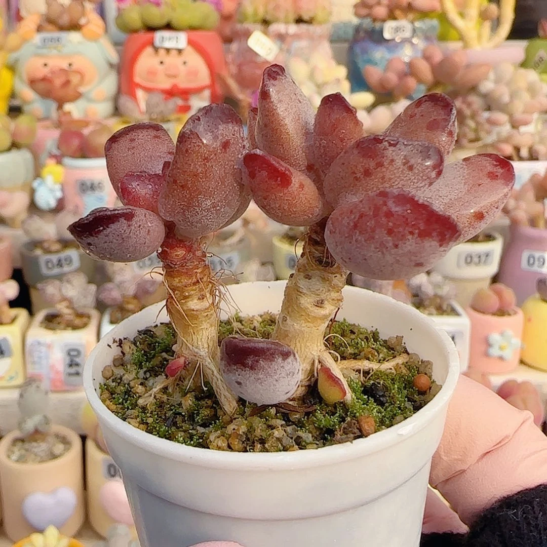 双头紫芯 盆口4cm