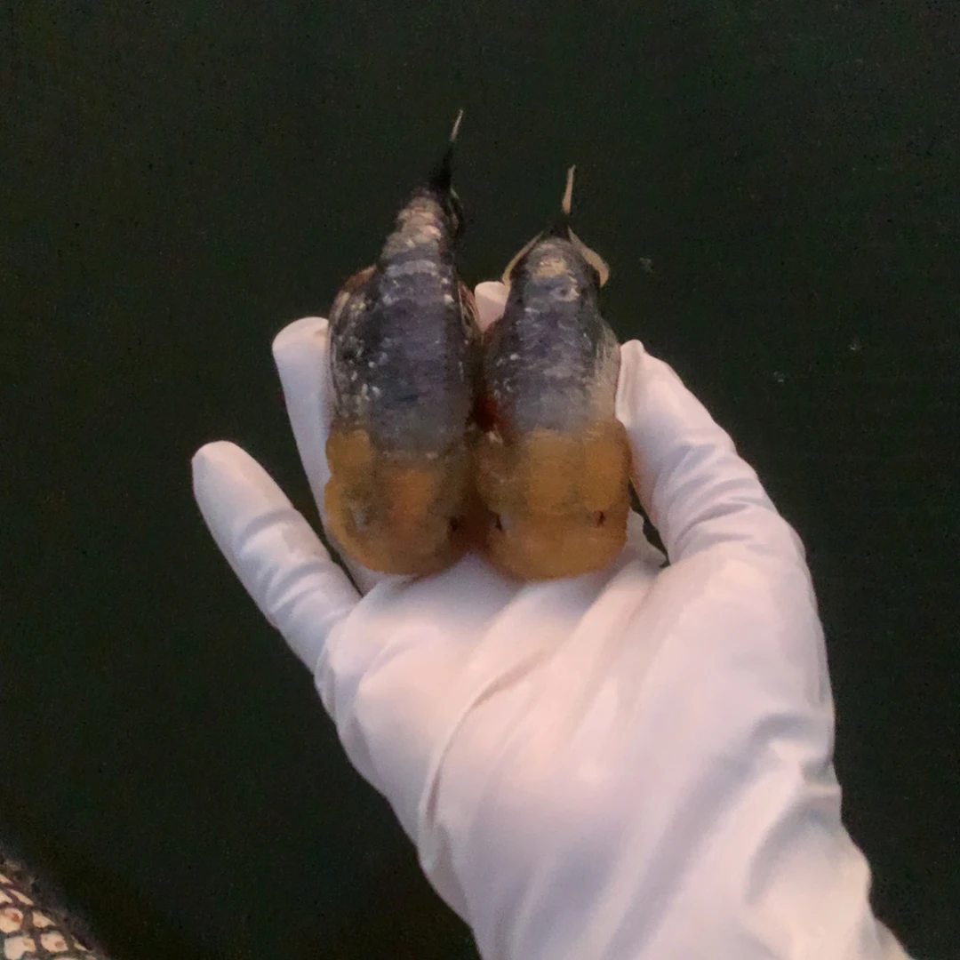 金鱼玉面麒麟银甲