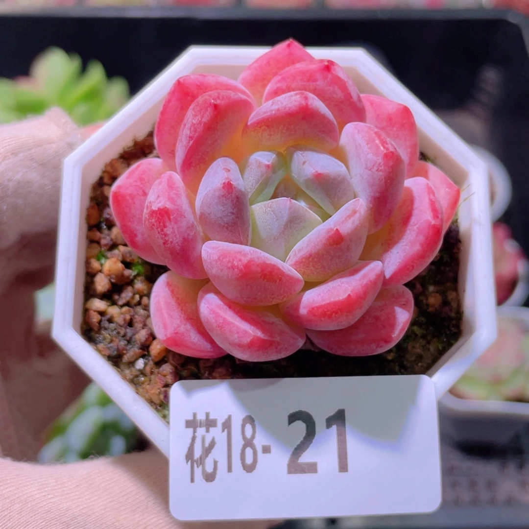 花利美18-21精选糖心