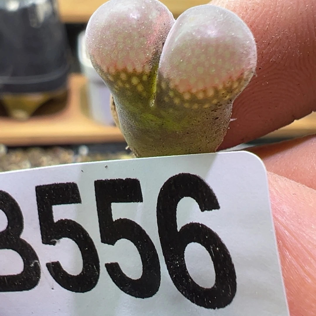 多肉植物111111111111