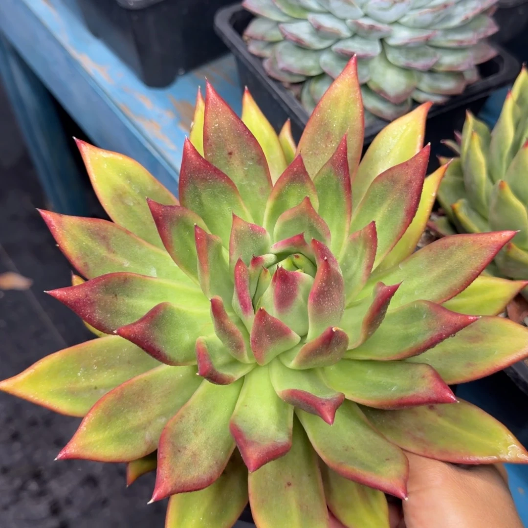 弗兰克，38包邮一物一拍