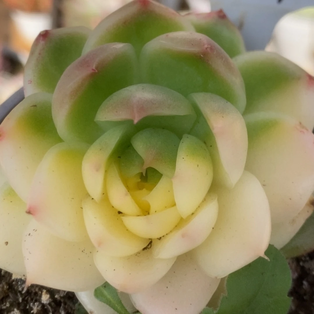 427孤品锦锦锦锦锦锦锦锦