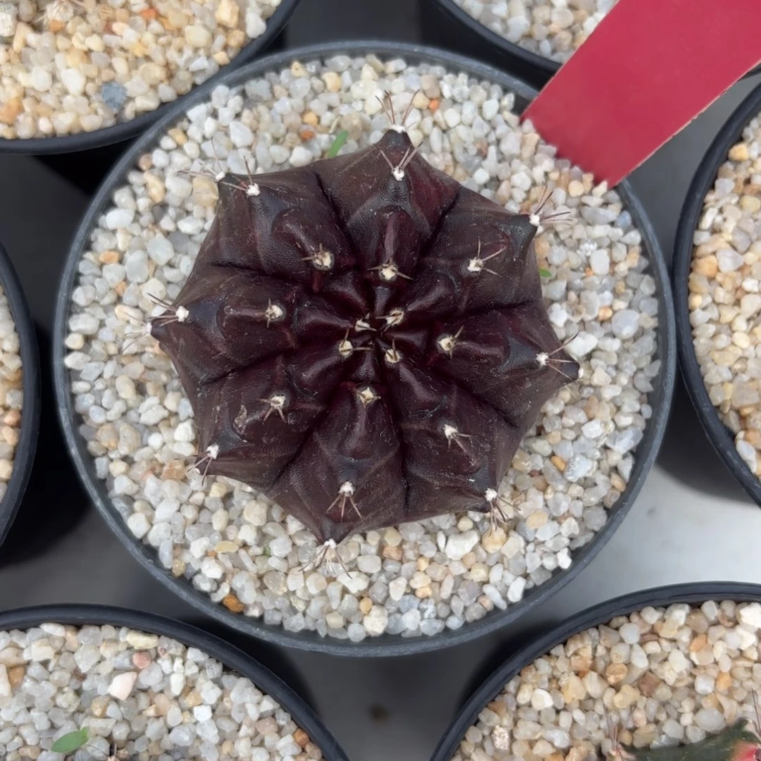 L554-0102泰国发货 暗夜皇冠