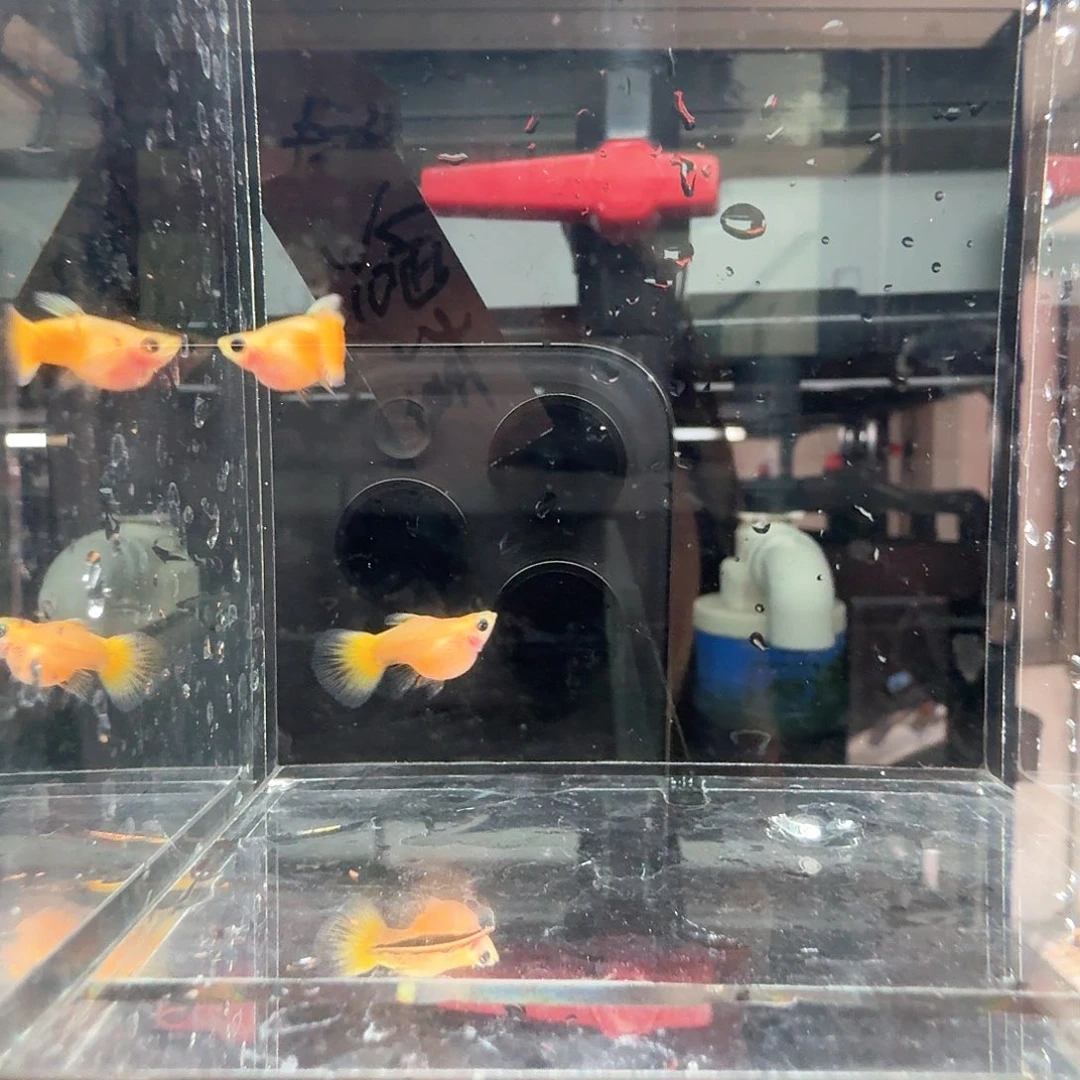 汉***包孔雀鱼黄金玻璃猫球一对
