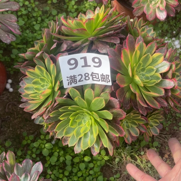 919一号鹏朝霞多肉植物A
