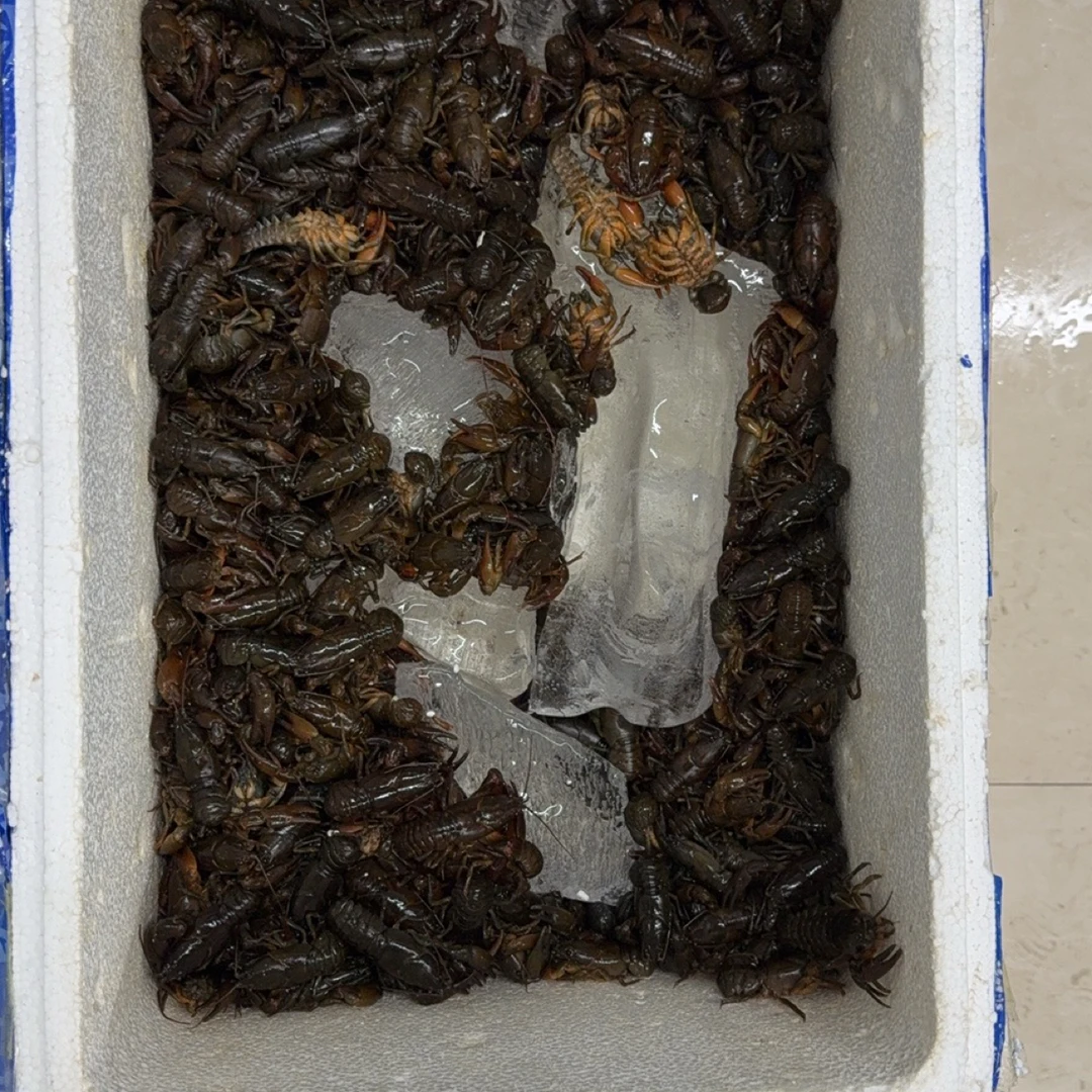 鲜活保鲜蝲蛄一斤（中号50个左右）
