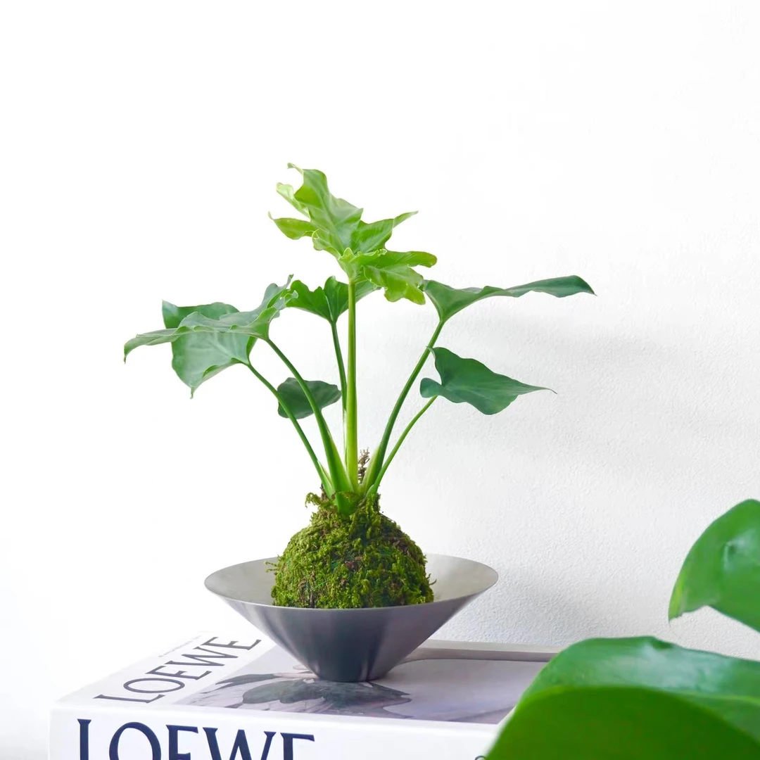 春羽苔藓球室内绿植桌面北欧风盆栽耐阴好养茶台客厅装饰净化空气