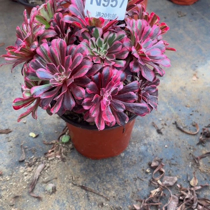 瑞妈多肉园艺957同花顺。