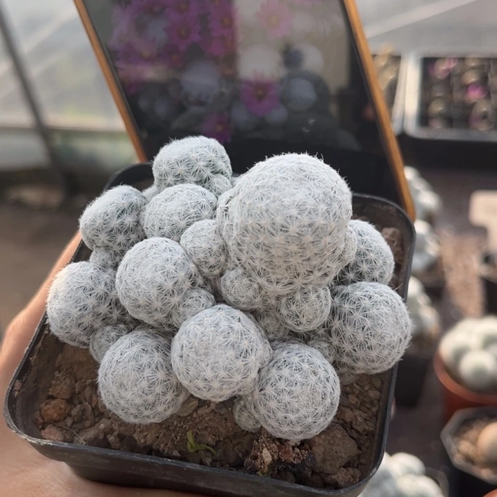 群生春星好养皮实