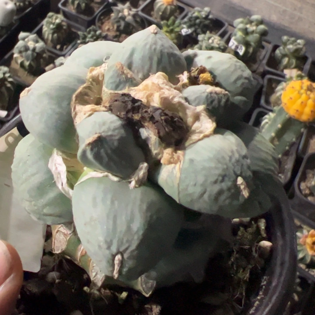 达摩青瓷牡丹249