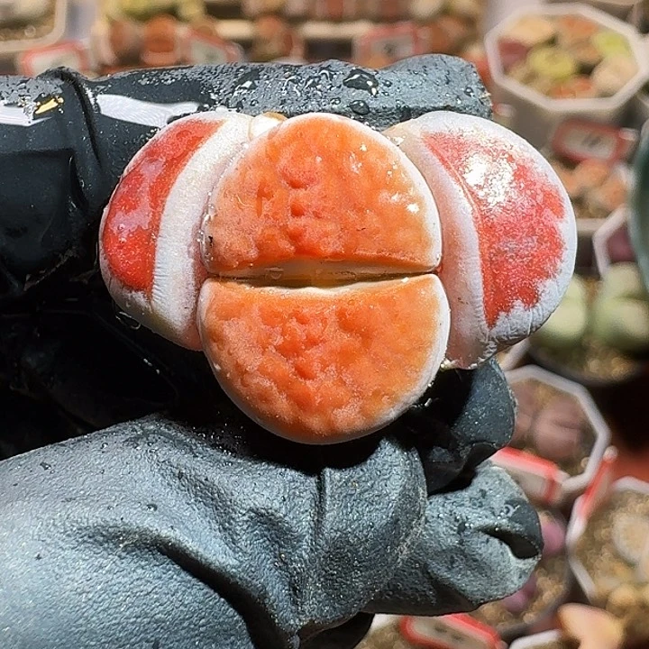 生石花1111111。  735