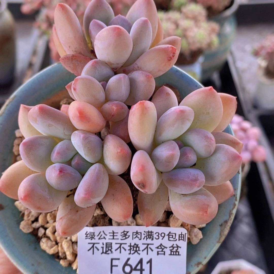 新香水8cm641多肉植物