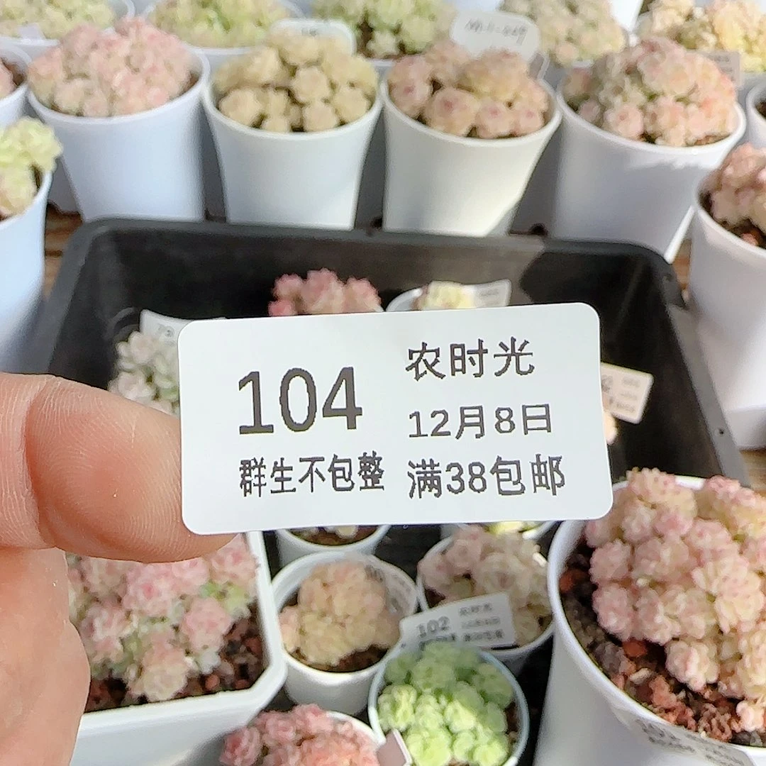 ****1208-104（黑色镊子1把）