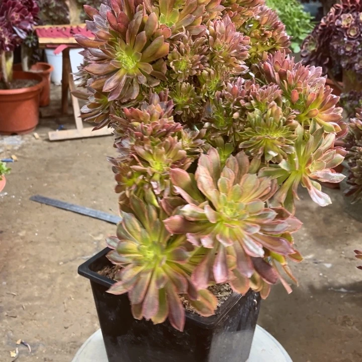 精品法师福利多多