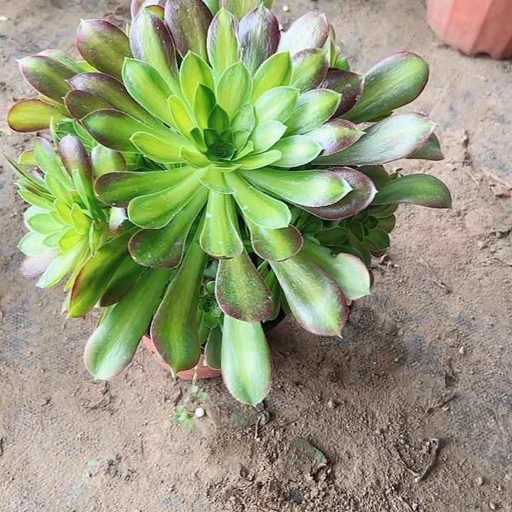 多肉法师植物链接2