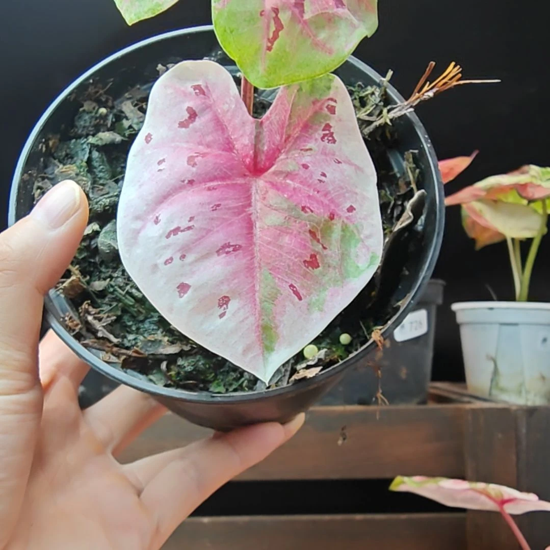 无花朵736彩叶芋一物一拍
