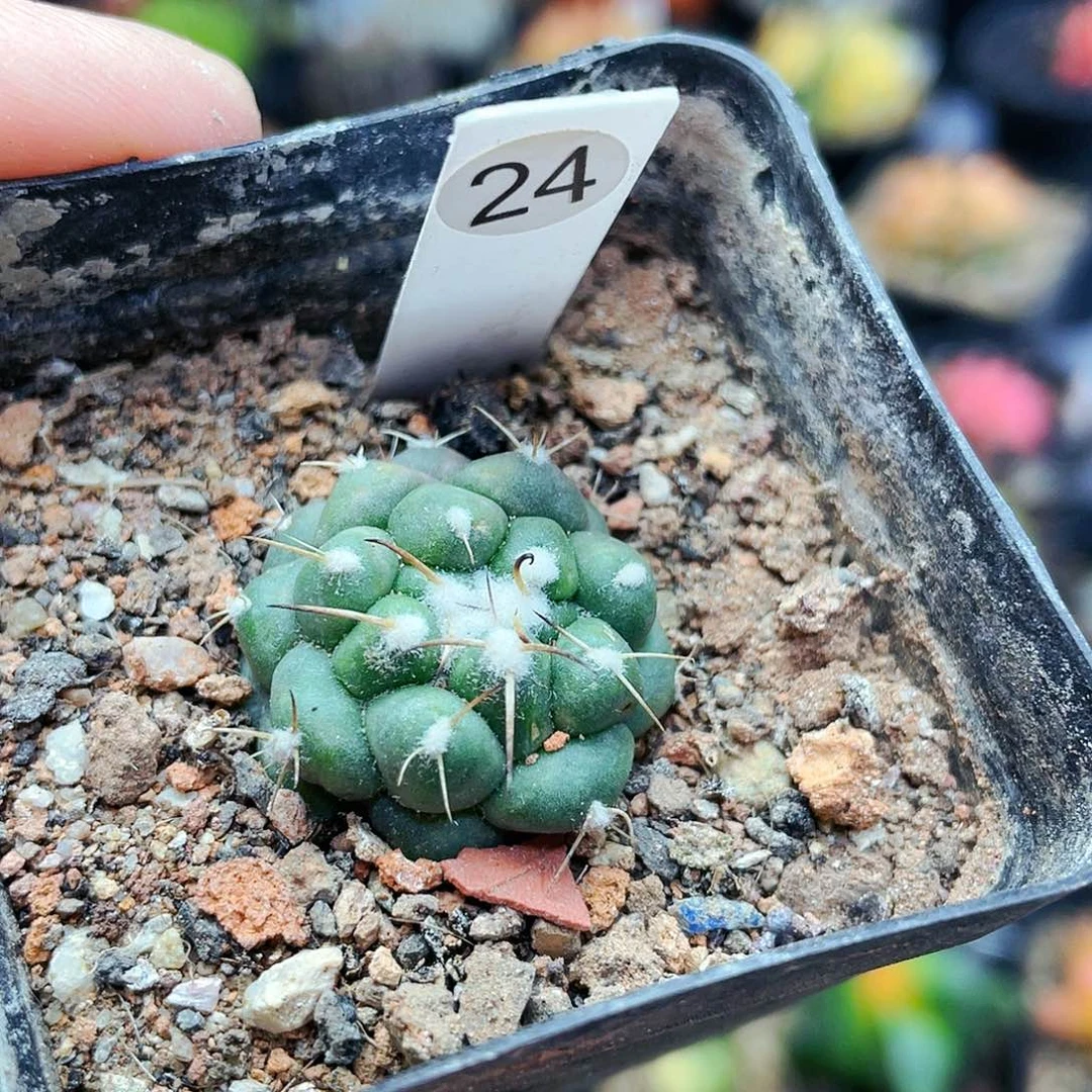 无刺象牙非偏远地区满25裸根发货仙人球