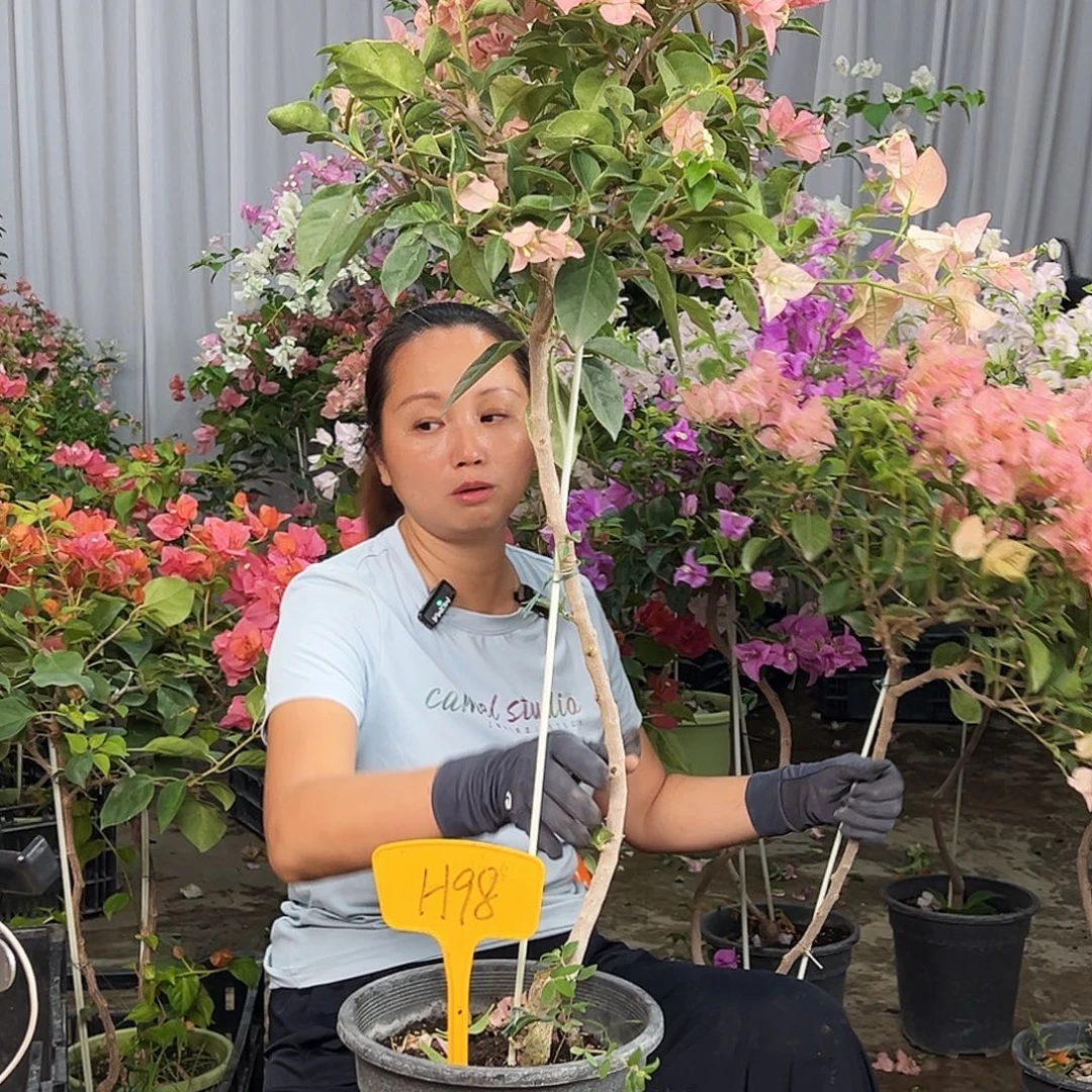 小***花完全开放H.98卡亚塔