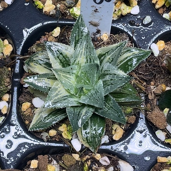 280实生寿锦脱土发货