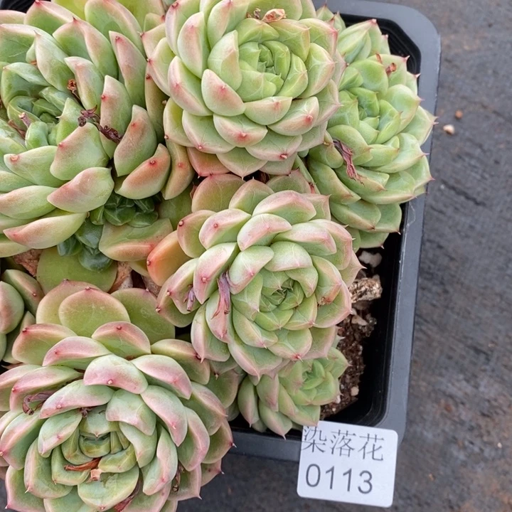 不****调精品多肉植物0113