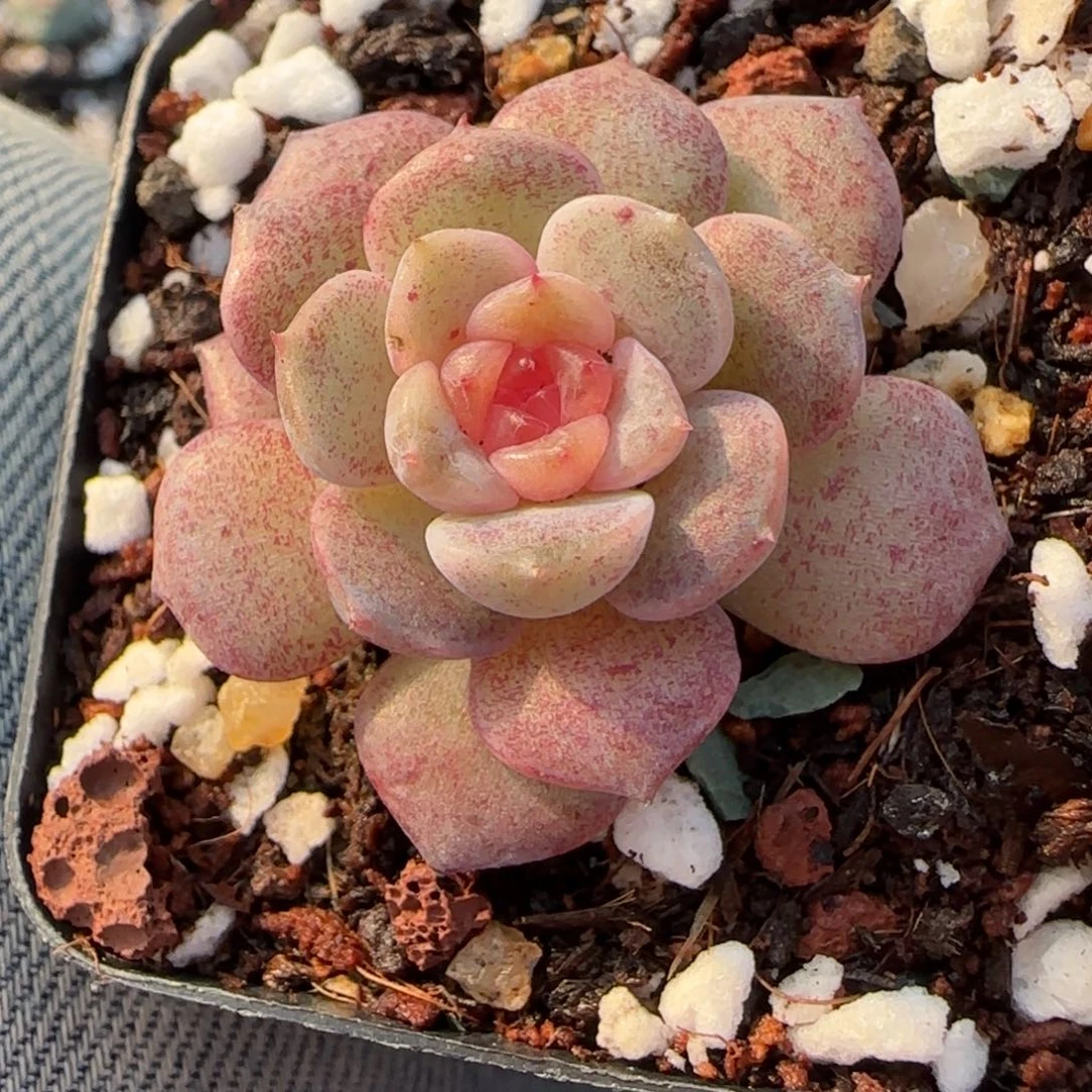 小卡拉米糖心一物一拍