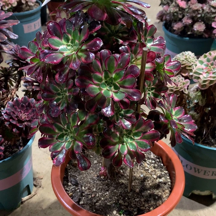 657冰淇淋多肉植物特价