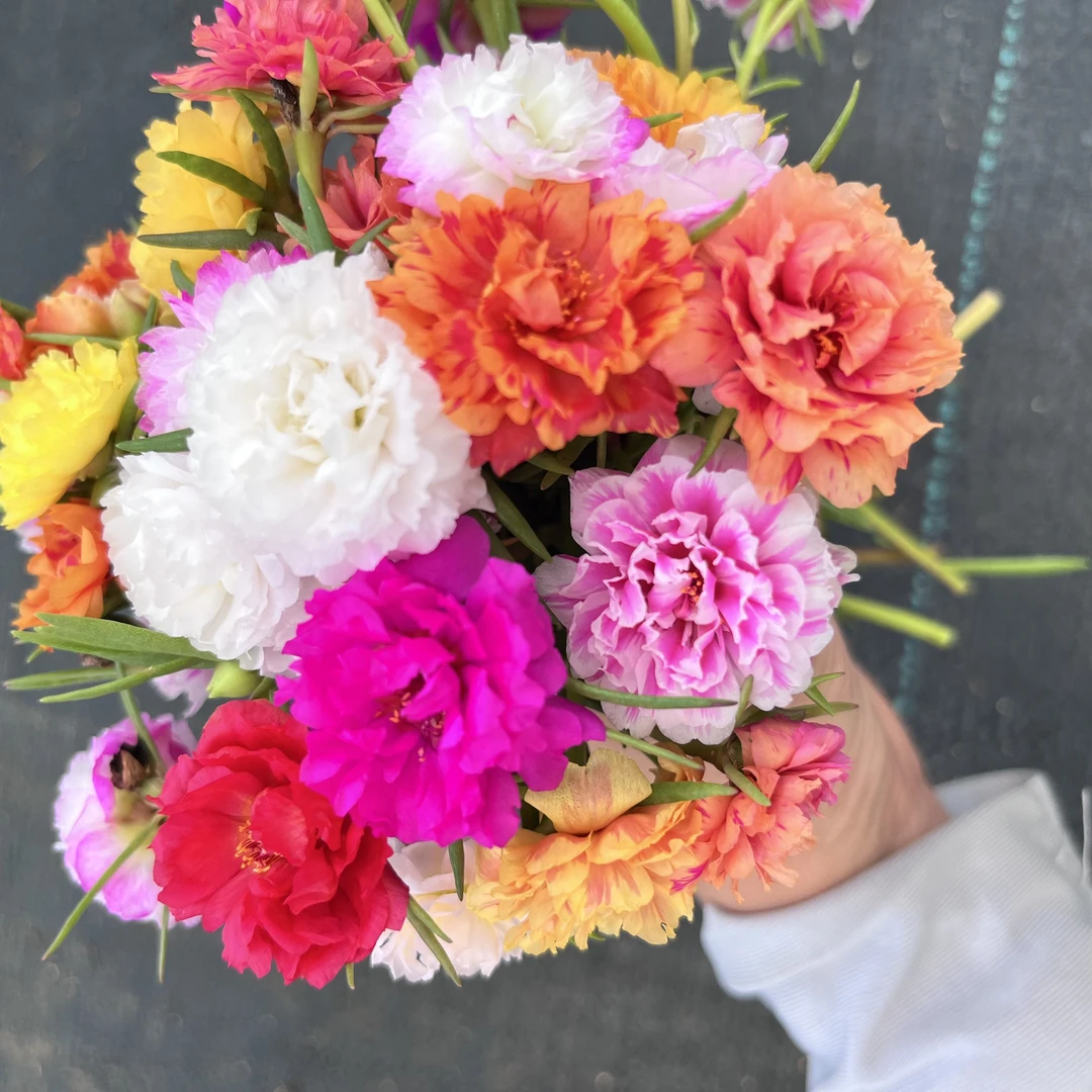 [店铺热销】太阳花苗四季开花四盆包邮