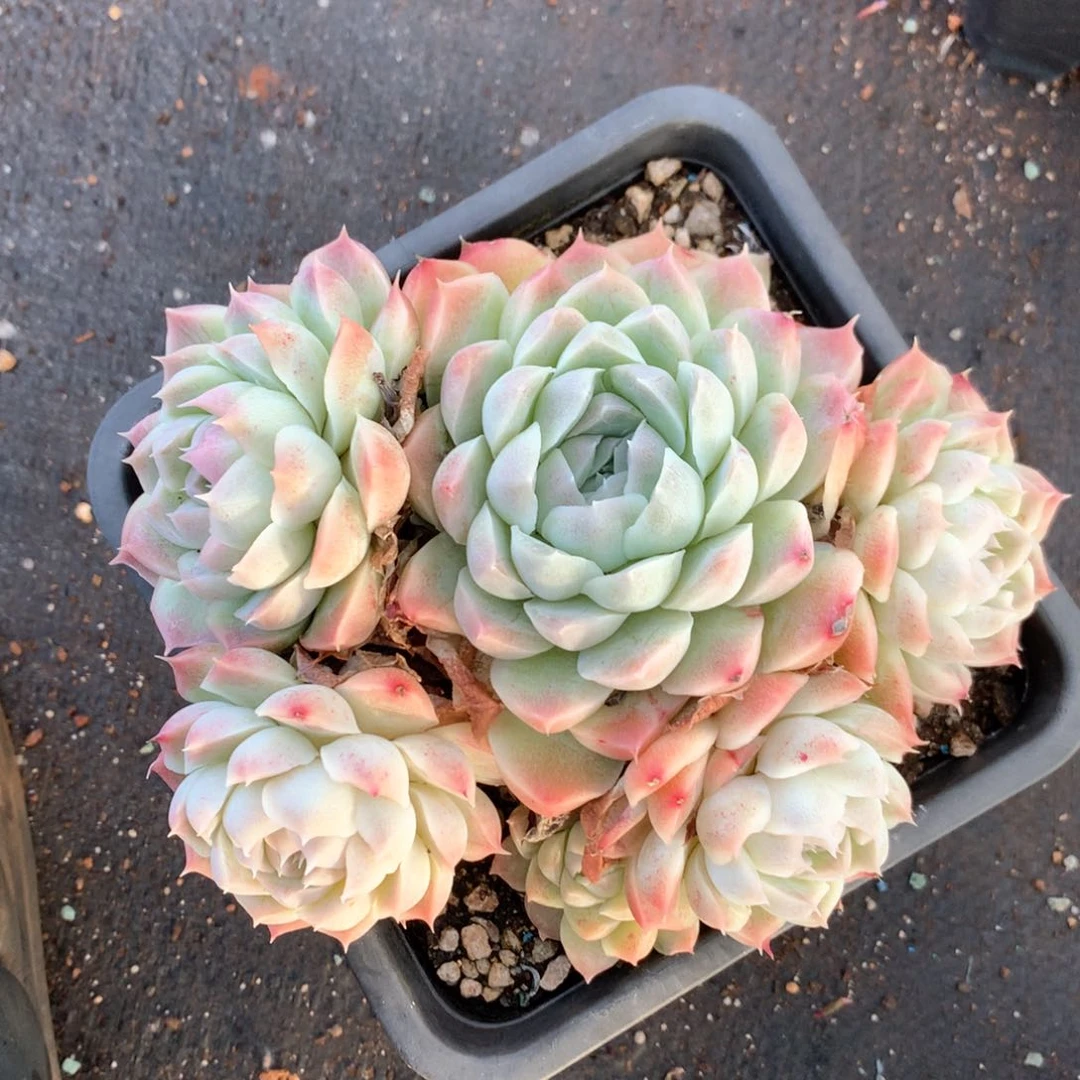 3733瑕疵不售后特价