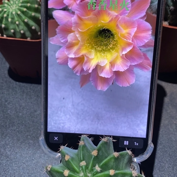 香香星火带根5-5.5公分左右