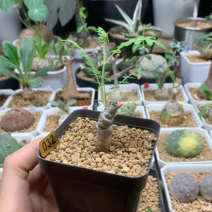 尼勒达乳香实生带盆