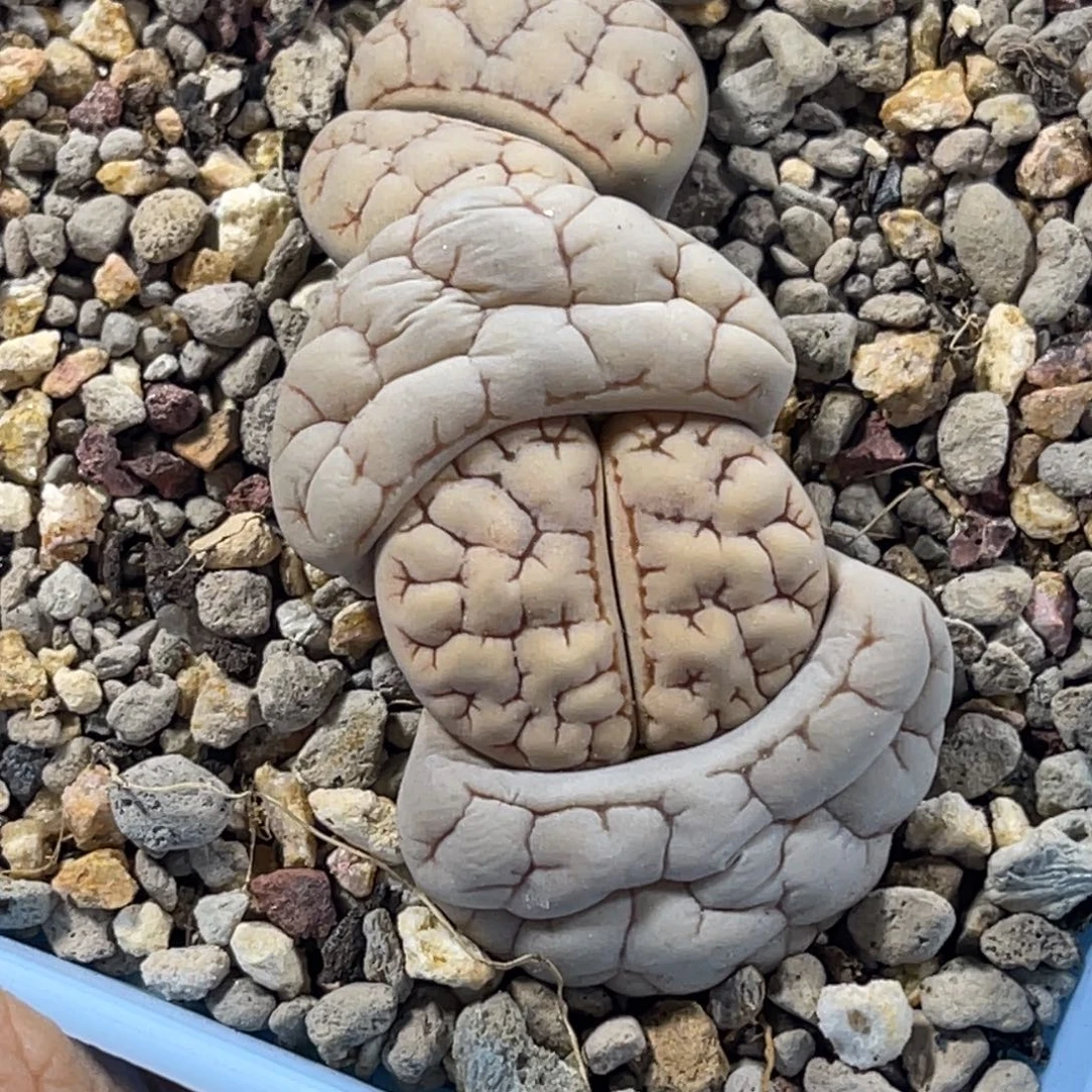 3058双头蛙哥白底凹凸189