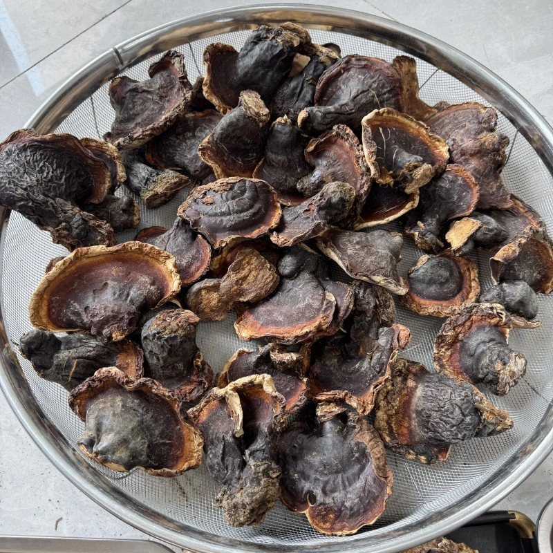 藏区山货松衫灵芝