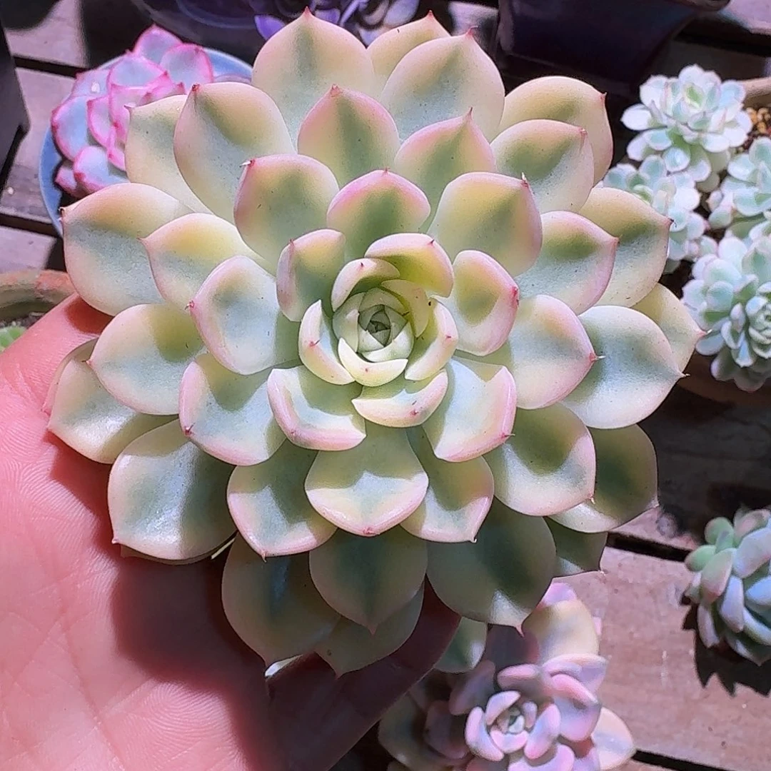 花萝锦多肉多肉多肉